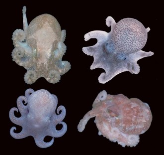Incredible Deep Sea Discoveries Announced science nature journalism 