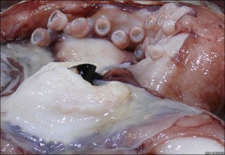  Colossal squids big eye revealed xtreme science journalism 