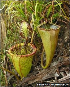 Giant meat eating plant found  world journalism flora 