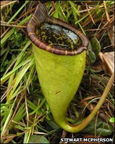 Giant meat eating plant found  world journalism flora 
