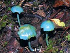 Giant meat eating plant found  world journalism flora 