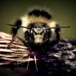 joni-niemela-beast Amazing Macro Nature Photography by Joni Niemelä pictures nature flora art