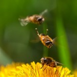 joni-niemela-bees Amazing Macro Nature Photography by Joni Niemelä pictures nature flora art