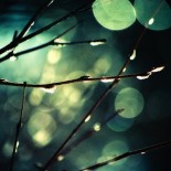 joni-niemela-branch Amazing Macro Nature Photography by Joni Niemelä pictures nature flora art