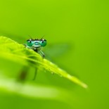 joni-niemela-bug Amazing Macro Nature Photography by Joni Niemelä pictures nature flora art