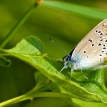joni-niemela-butterfly Amazing Macro Nature Photography by Joni Niemelä pictures nature flora art