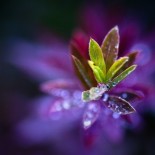 joni-niemela-dawn Amazing Macro Nature Photography by Joni Niemelä pictures nature flora art