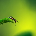 joni-niemela-leaf-bug Amazing Macro Nature Photography by Joni Niemelä pictures nature flora art