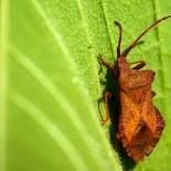 joni-niemela-leaf-walking Amazing Macro Nature Photography by Joni Niemelä pictures nature flora art