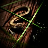 joni-niemela-lizzard Amazing Macro Nature Photography by Joni Niemelä pictures nature flora art