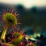 joni-niemela-macro-flytrap-venus Amazing Macro Nature Photography by Joni Niemelä pictures nature flora art