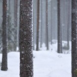 joni-niemela-macro-snow-tree Amazing Macro Nature Photography by Joni Niemelä pictures nature flora art
