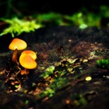joni-niemela-mushroom-orange Amazing Macro Nature Photography by Joni Niemelä pictures nature flora art