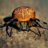 joni-niemela-spider Amazing Macro Nature Photography by Joni Niemelä pictures nature flora art