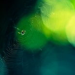 joni-niemela-spider-trap-web Amazing Macro Nature Photography by Joni Niemelä pictures nature flora art