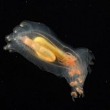 deep_sea_new_creatures1 The bizarre new creatures discovered at the bottom of Atlantic Ocean =pictures= nature