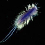 deep_sea_new_creatures2 The bizarre new creatures discovered at the bottom of Atlantic Ocean =pictures= nature