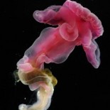 deep_sea_new_creatures3 The bizarre new creatures discovered at the bottom of Atlantic Ocean =pictures= nature