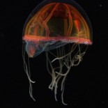 deep_sea_new_creatures4 The bizarre new creatures discovered at the bottom of Atlantic Ocean =pictures= nature