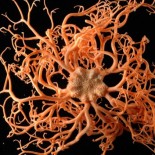 deep_sea_new_creatures5 The bizarre new creatures discovered at the bottom of Atlantic Ocean =pictures= nature