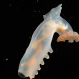 deep_sea_new_creatures6 The bizarre new creatures discovered at the bottom of Atlantic Ocean =pictures= nature
