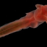 deep_sea_new_creatures7 The bizarre new creatures discovered at the bottom of Atlantic Ocean =pictures= nature