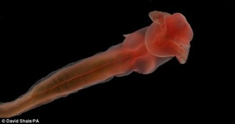 deep_sea_new_creatures7 The bizarre new creatures discovered at the bottom of Atlantic Ocean =pictures= nature